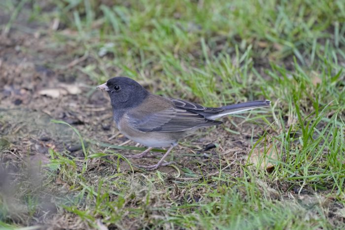 A Dark-eyed Junco in the grass