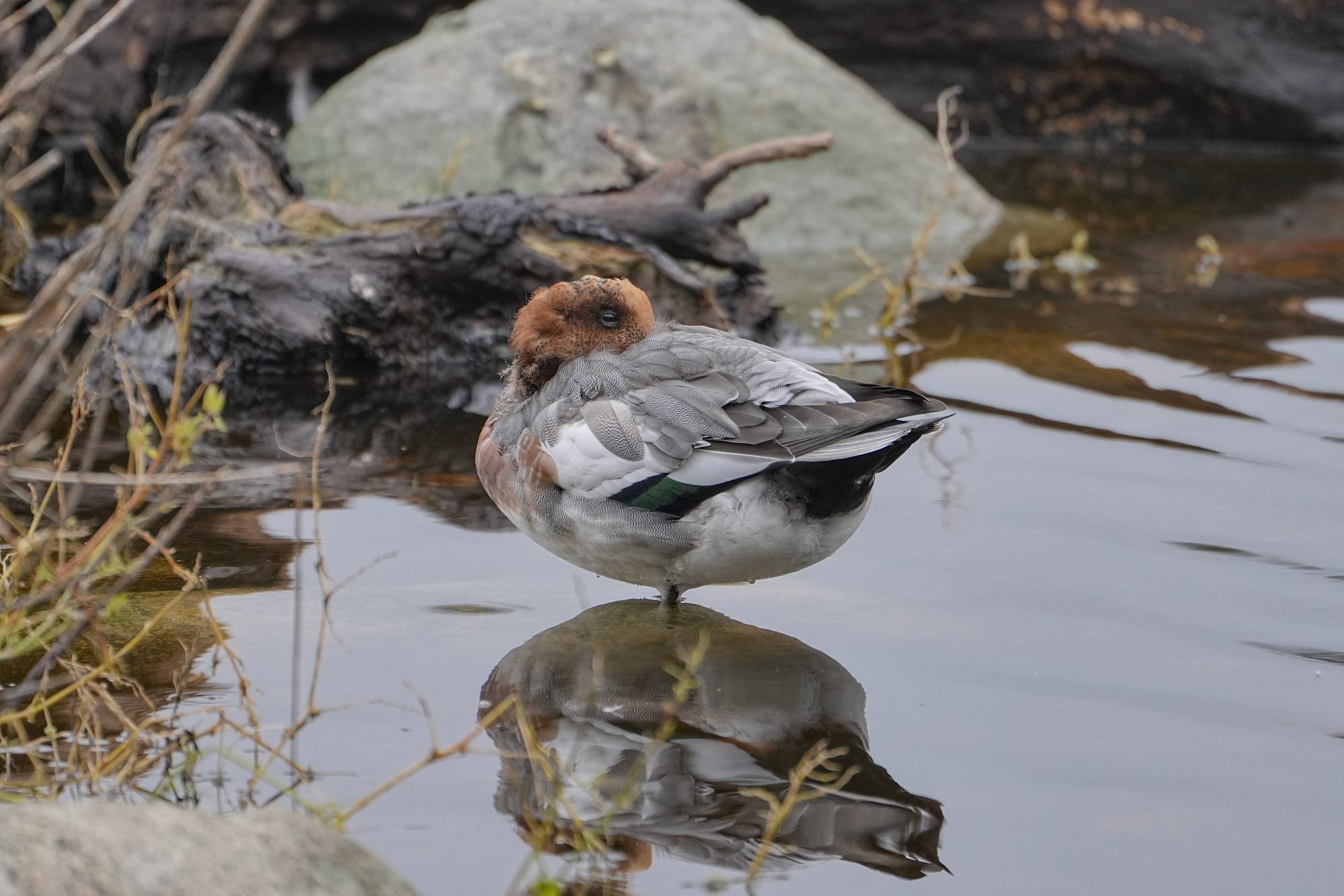 A male Eurasian Wigeon is standing in shallow water, his bill tucked under a wing. There are some rocks in the background and the light is overcast