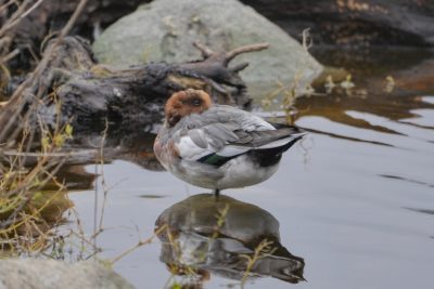 A male Eurasian Wigeon is standing in shallow water, his bill tucked under a wing. There are some rocks in the background and the light is overcast