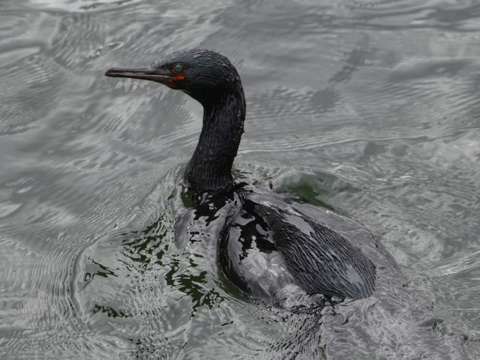 A Pelagic Cormorant on the water, seen from above