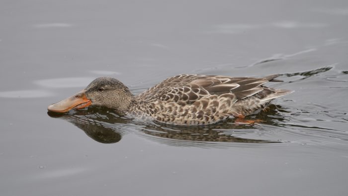 A female Northern Shoveler swimming along and skimming her bill along the surface of the water