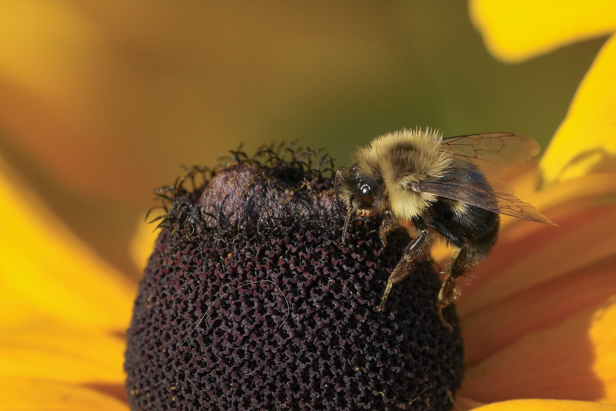 A bumblebee on the dark core of a yellow flower