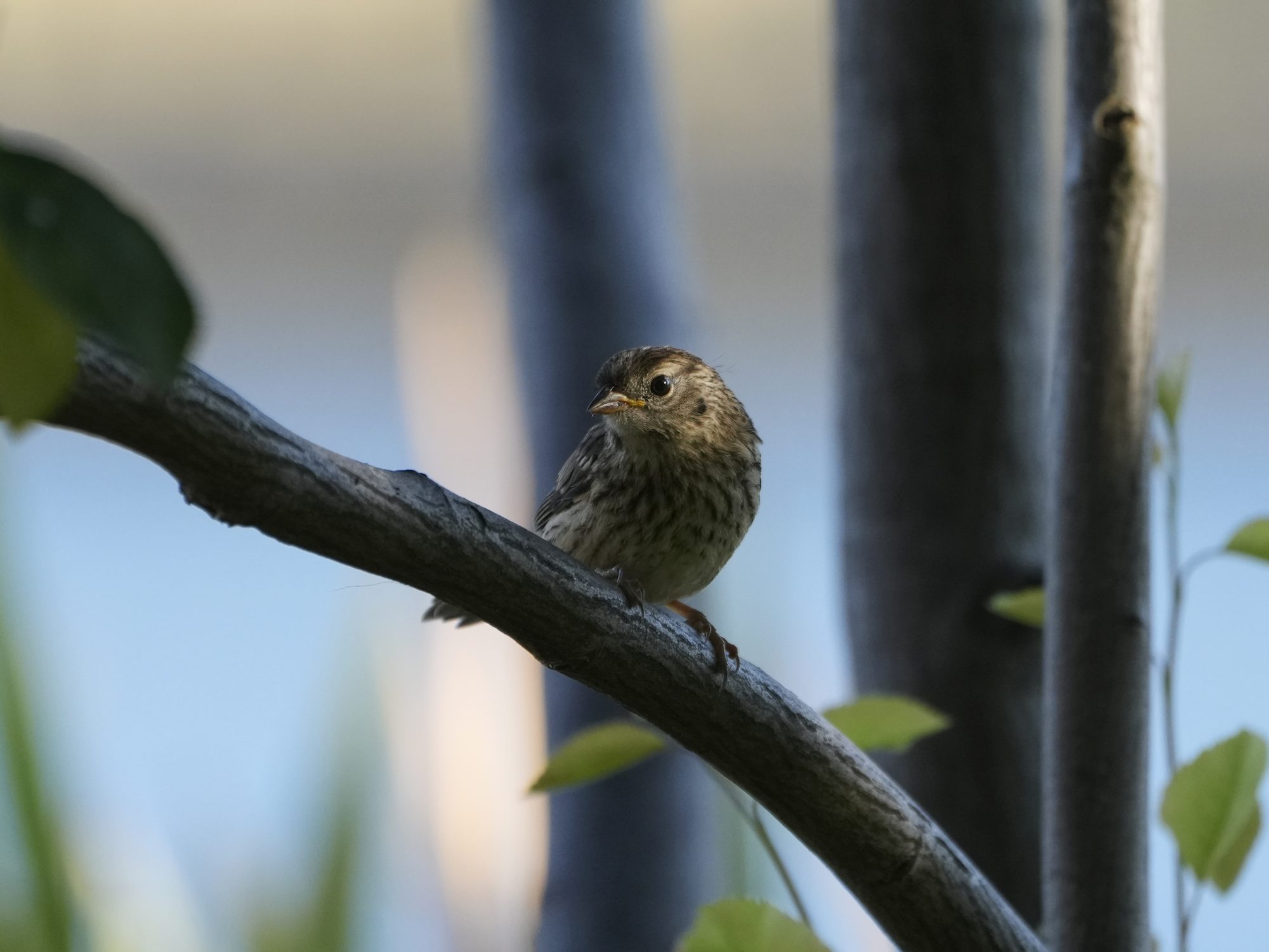 An immature White-crowned Sparrow is on a branch in deep shadow. Its face is somewhat more brightly lit