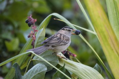 An adult White-crowned Sparrow is only broad leaf, holding a blueberry in its beak