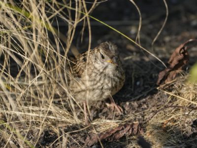 An immature White-crowned Sparrow is hiding in the grasses. The light is low and a bit golden