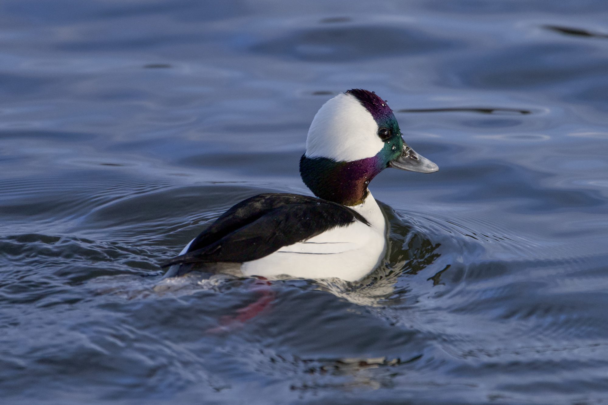 A male Bufflehead swimming along