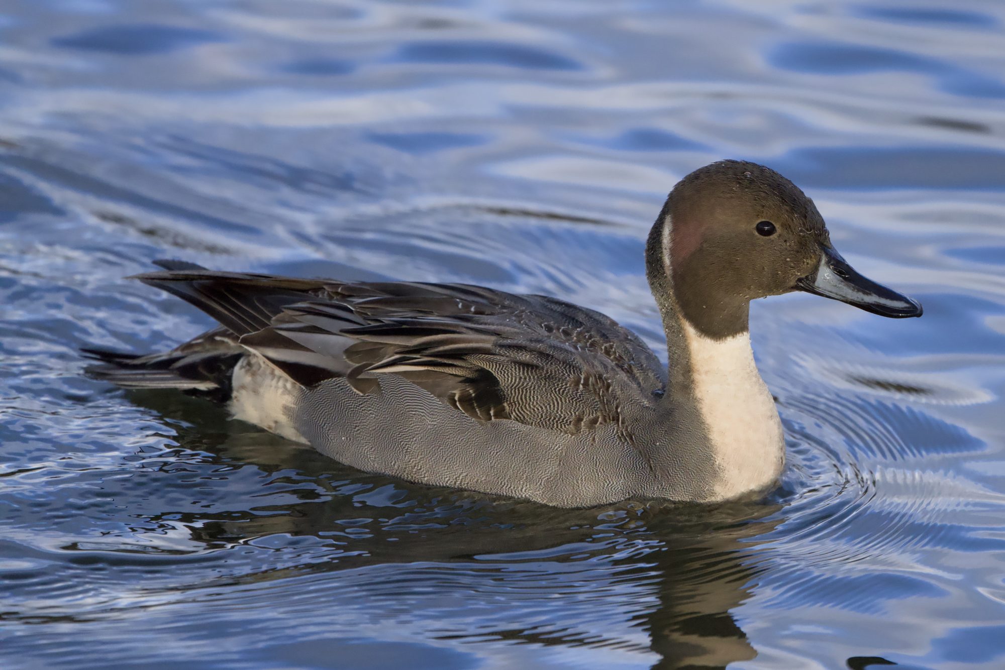 A male Northern Pintail swimming along