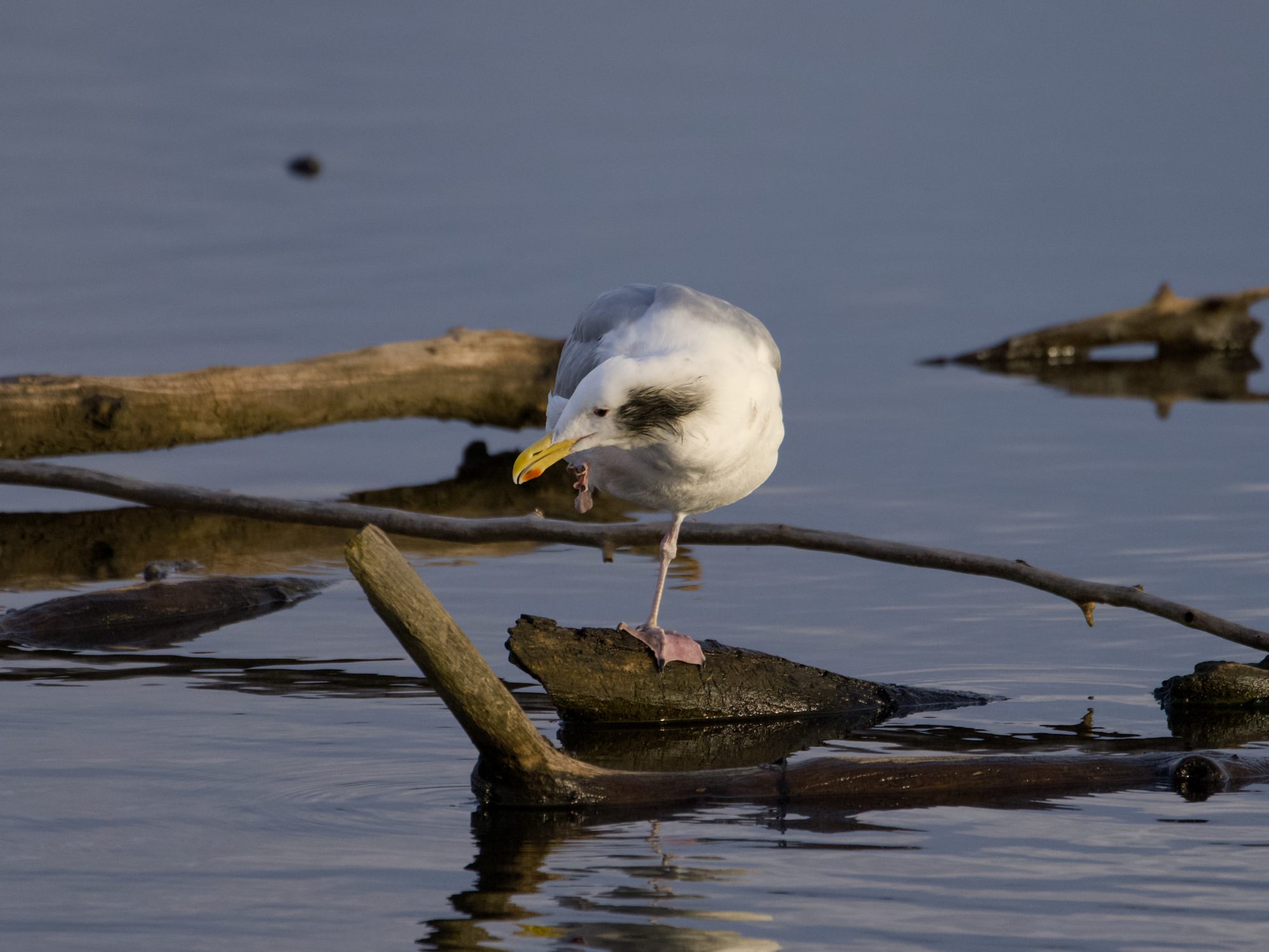 A Glaucous-winged Gull sitting on a log in the water and scratching itself. It has an unusual dark patch of feathers on one cheek