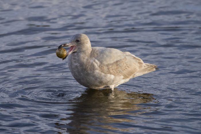 An immature Glaucous-winged Gull is standing belly deep in water and holding an old, stained golf ball in its bill