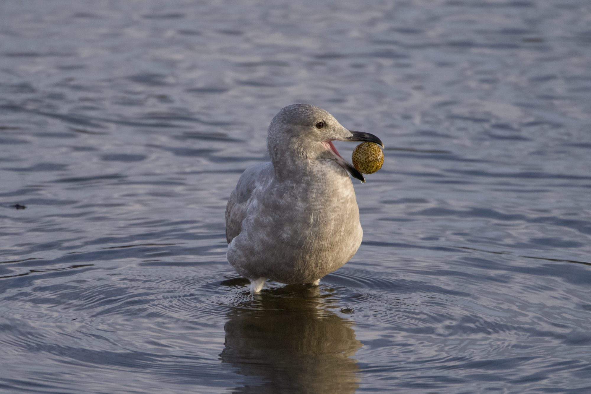 An immature Glaucous-winged Gull is standing belly deep in water and holding an old, stained golf ball in its bill