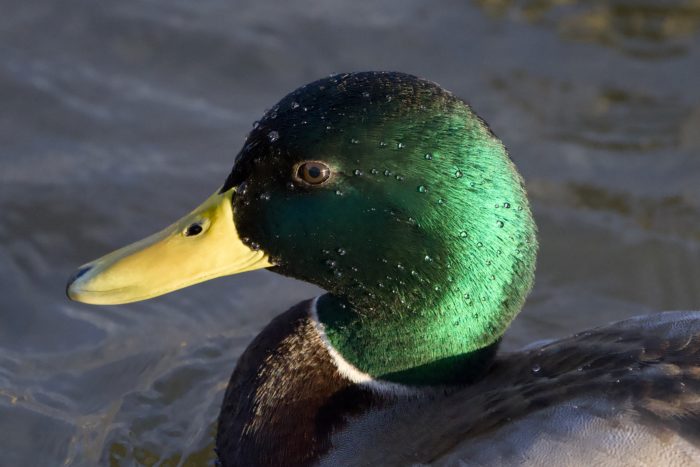 Closeup of a male Mallard lit by the low sun; there are many small beads of water on its head