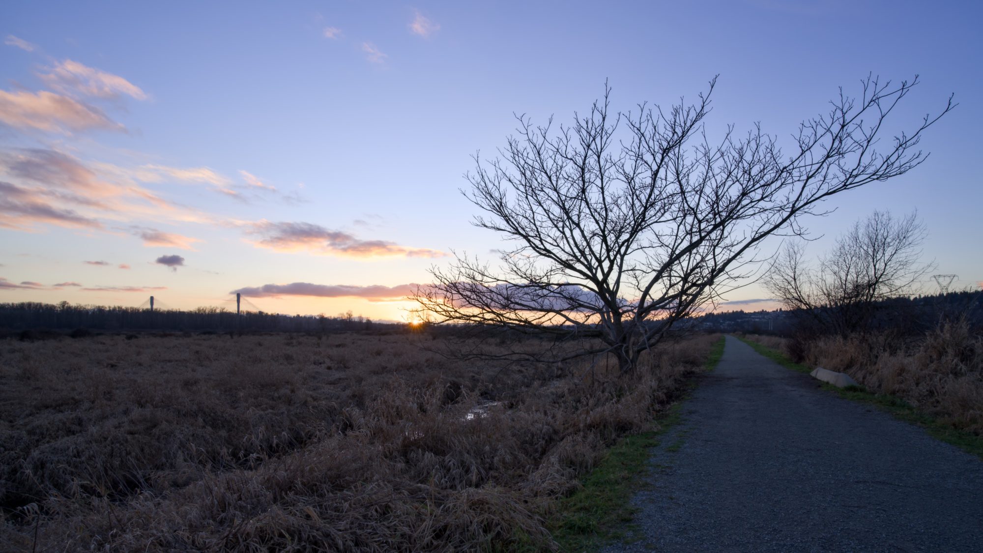 A bare tree rises above dark ground as the sun sets