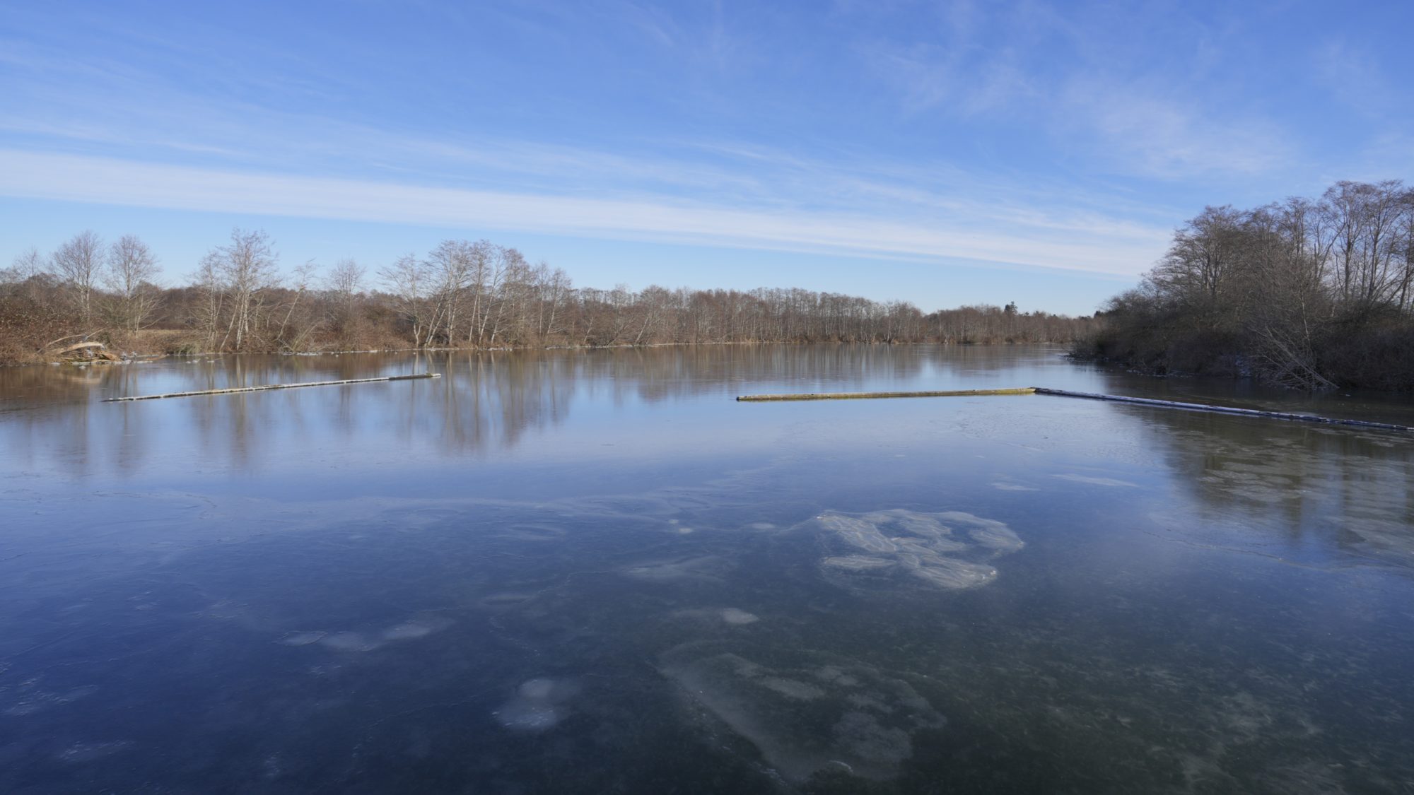 A solidly frozen slough, with some bare brown trees in the background