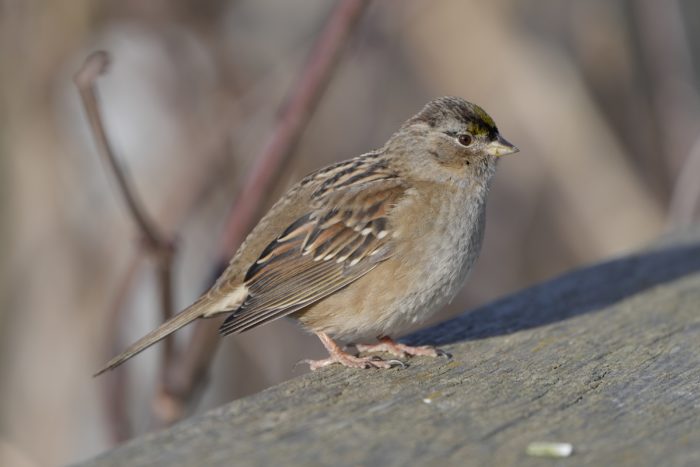 An immature Golden-crowned Sparrow is sitting on a wooden fence