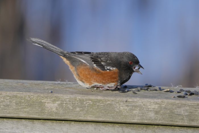 A Spotted Towhee is sitting on a wooden fence, legs and feet tucked inside its belly fluff. There are some sunflower seeds in front of it, and it has a seed in its beak