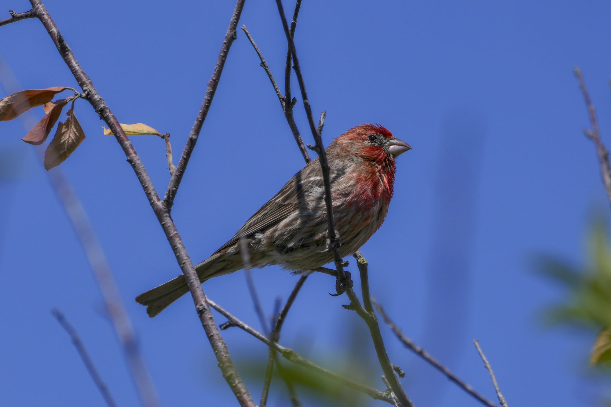 A male House Finch up on a branch. The background is all blue sky