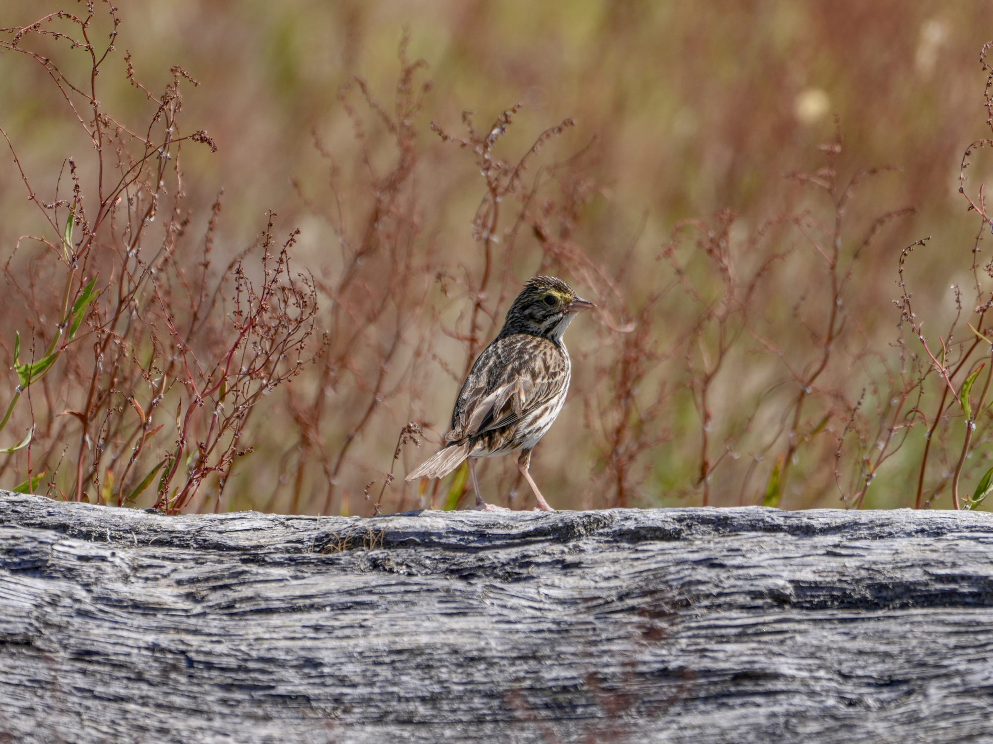 A Savannah Sparrow on a log, with brownish grasses in the background