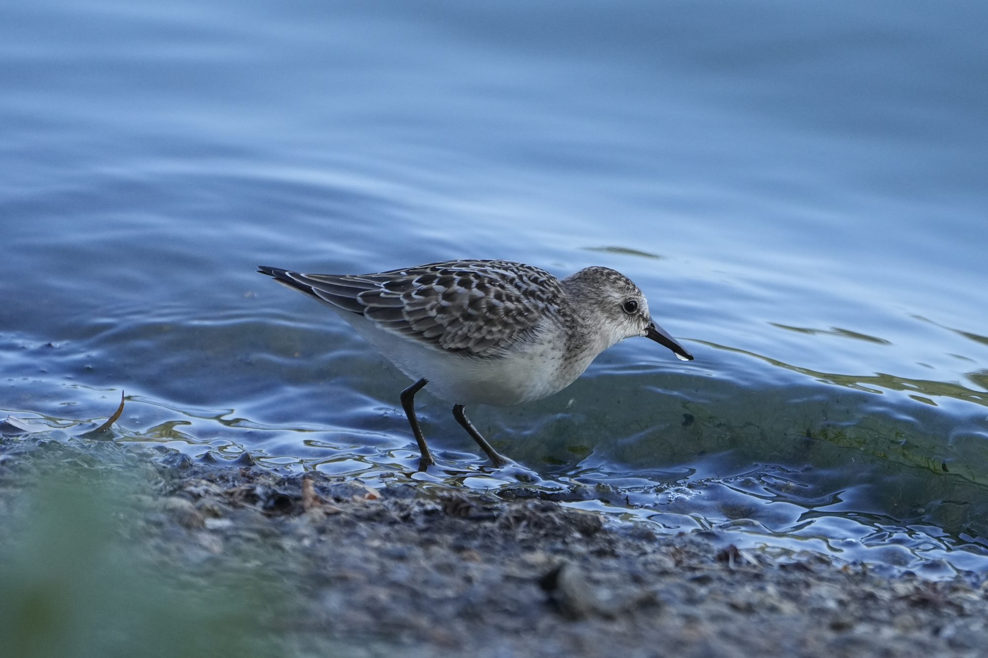 A Semipalmated Sandpiper at the water's edge, with a little drop of water hanging from its beak