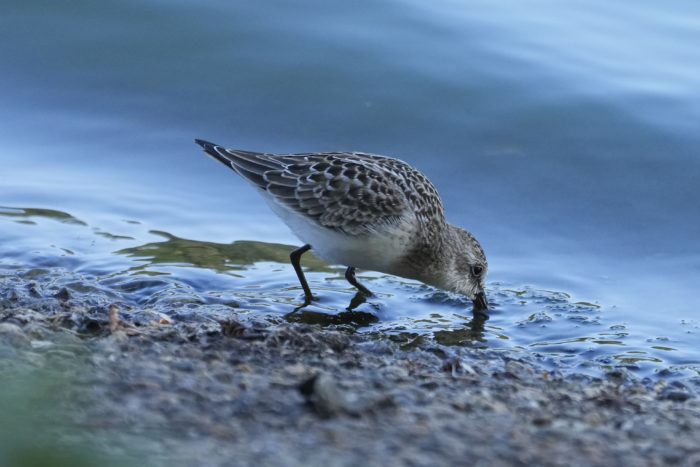 A Semipalmated Sandpiper at the water's edge, with its beak underwater