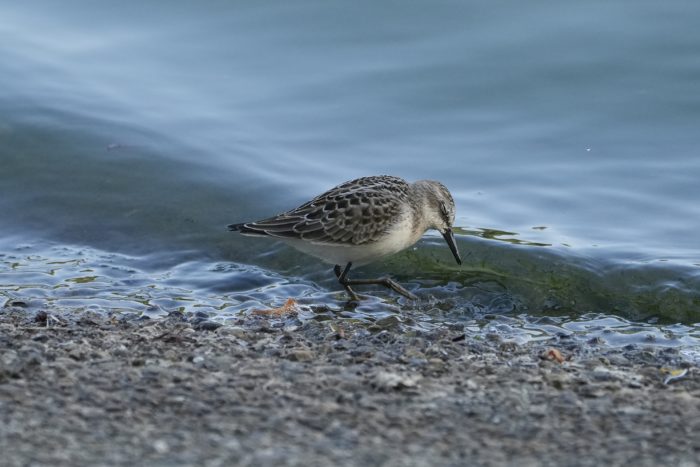 A Semipalmated Sandpiper at the water's edge, with its eyes closed