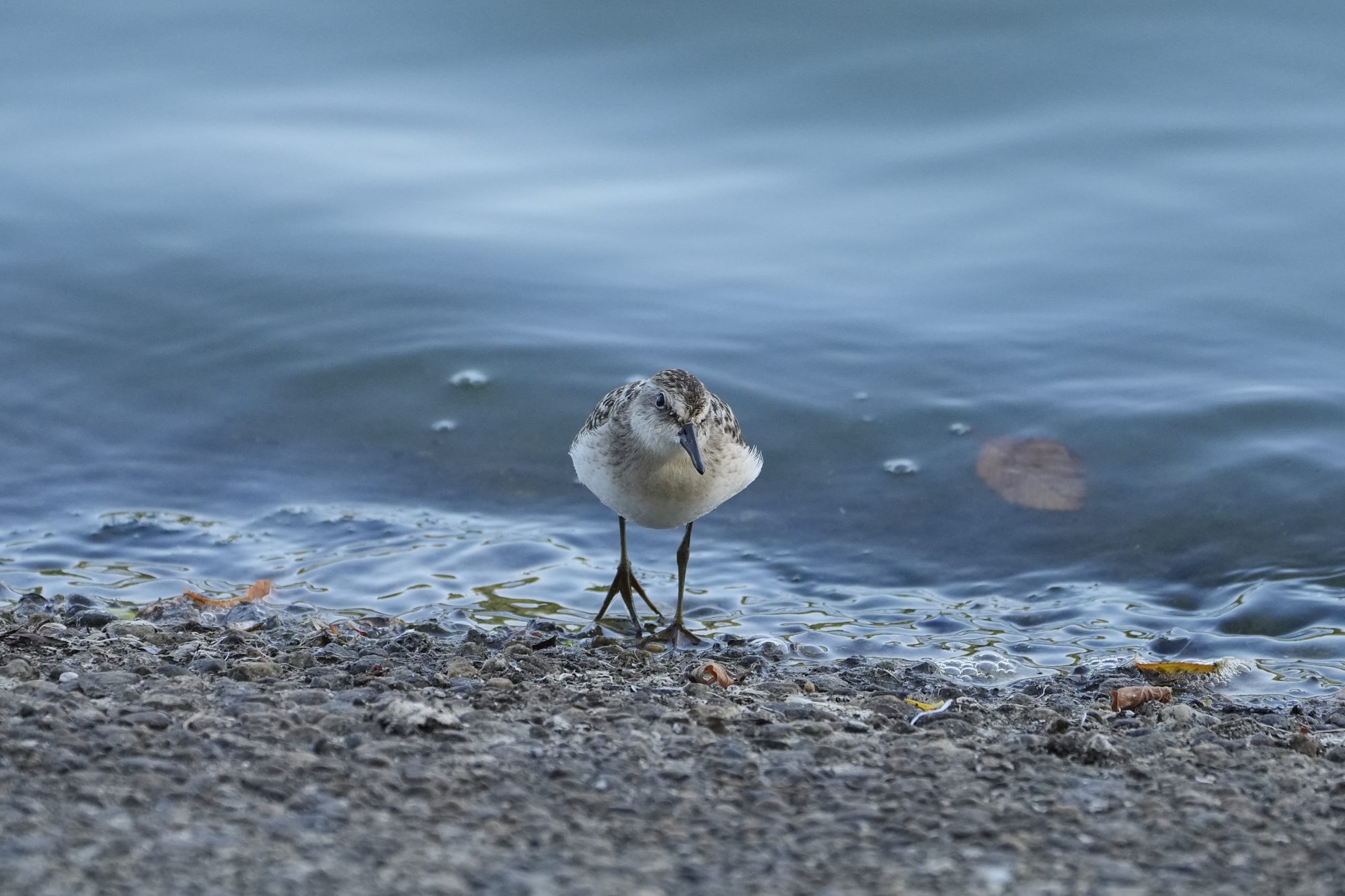 A Semipalmated Sandpiper at the water's edge, walking in my general direction
