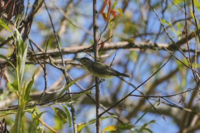 A Warbling Vireo up in a tree, mostly in the shade