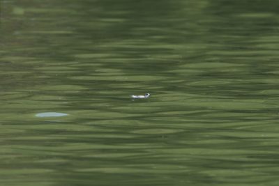 A non-breeding or immature Red-necked Pharalope on the water, way in the distance. It is partly hidden by rolling waves, and the water is dark green from tree reflections