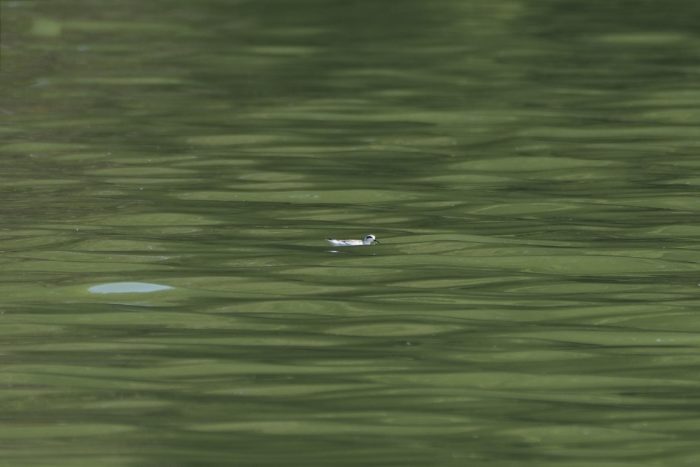 A non-breeding or immature Red-necked Pharalope on the water, way in the distance. It is partly hidden by rolling waves, and the water is dark green from tree reflections