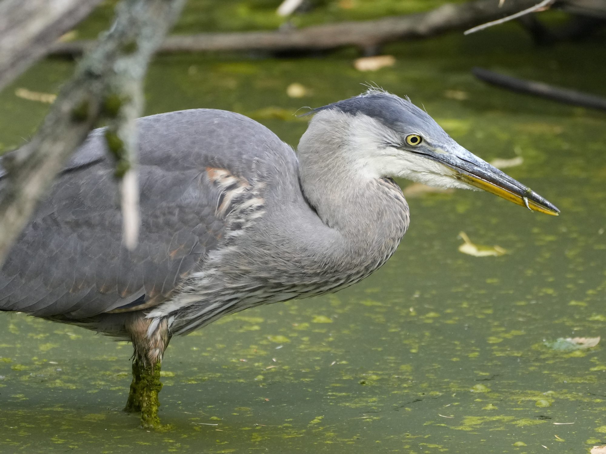 An immature Great Blue Heron standing knee-deep in mucky green water, with a tiny silver fish hanging from its beak