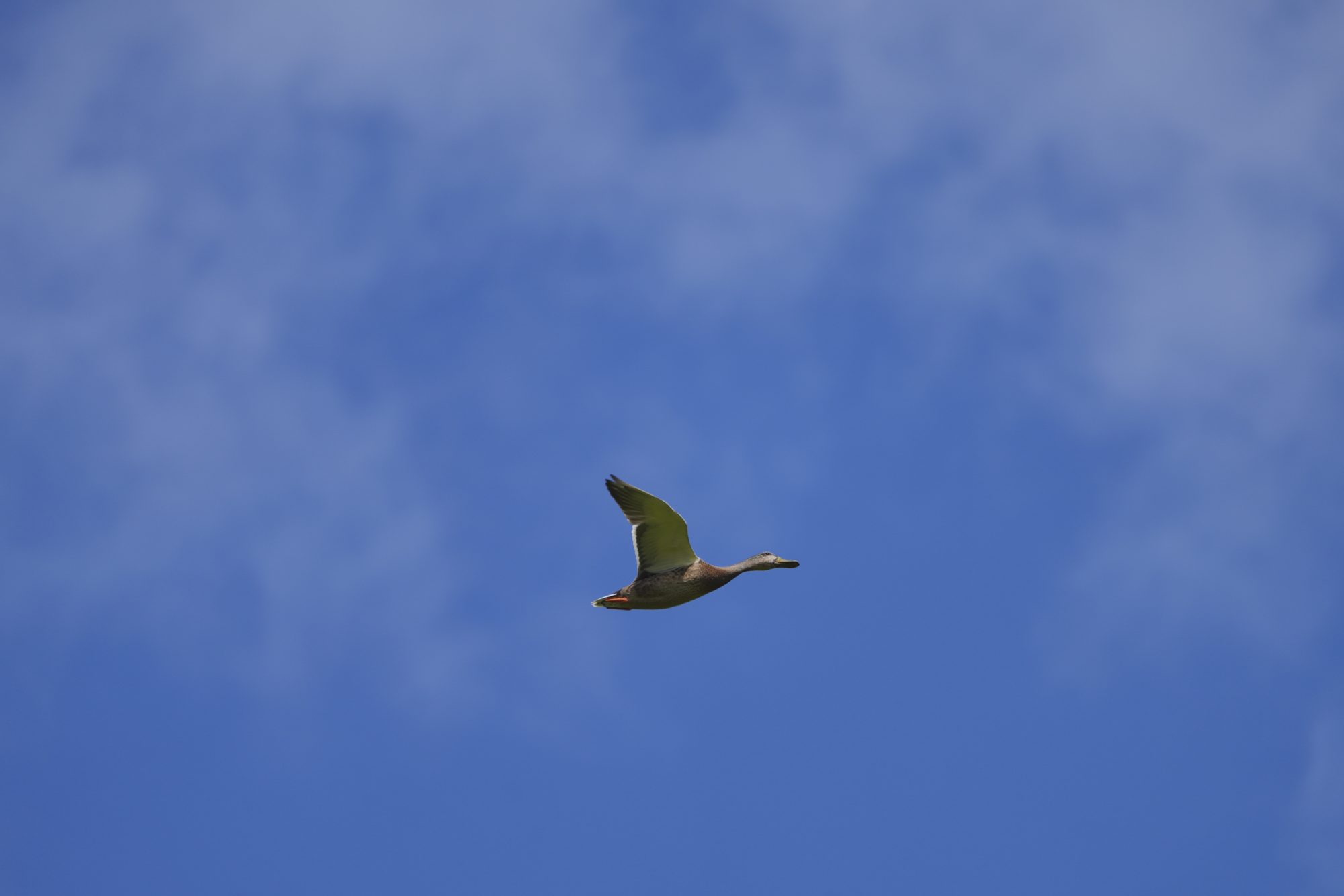 A female Mallard Duck in flight, against a mostly blue sky