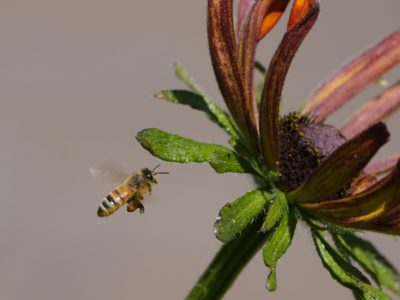 Honeybee in flight, checkout out a flower it just discovered