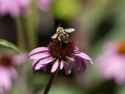 A honeybee with bulging orange pollen sacs is on a coneflower with wings spread