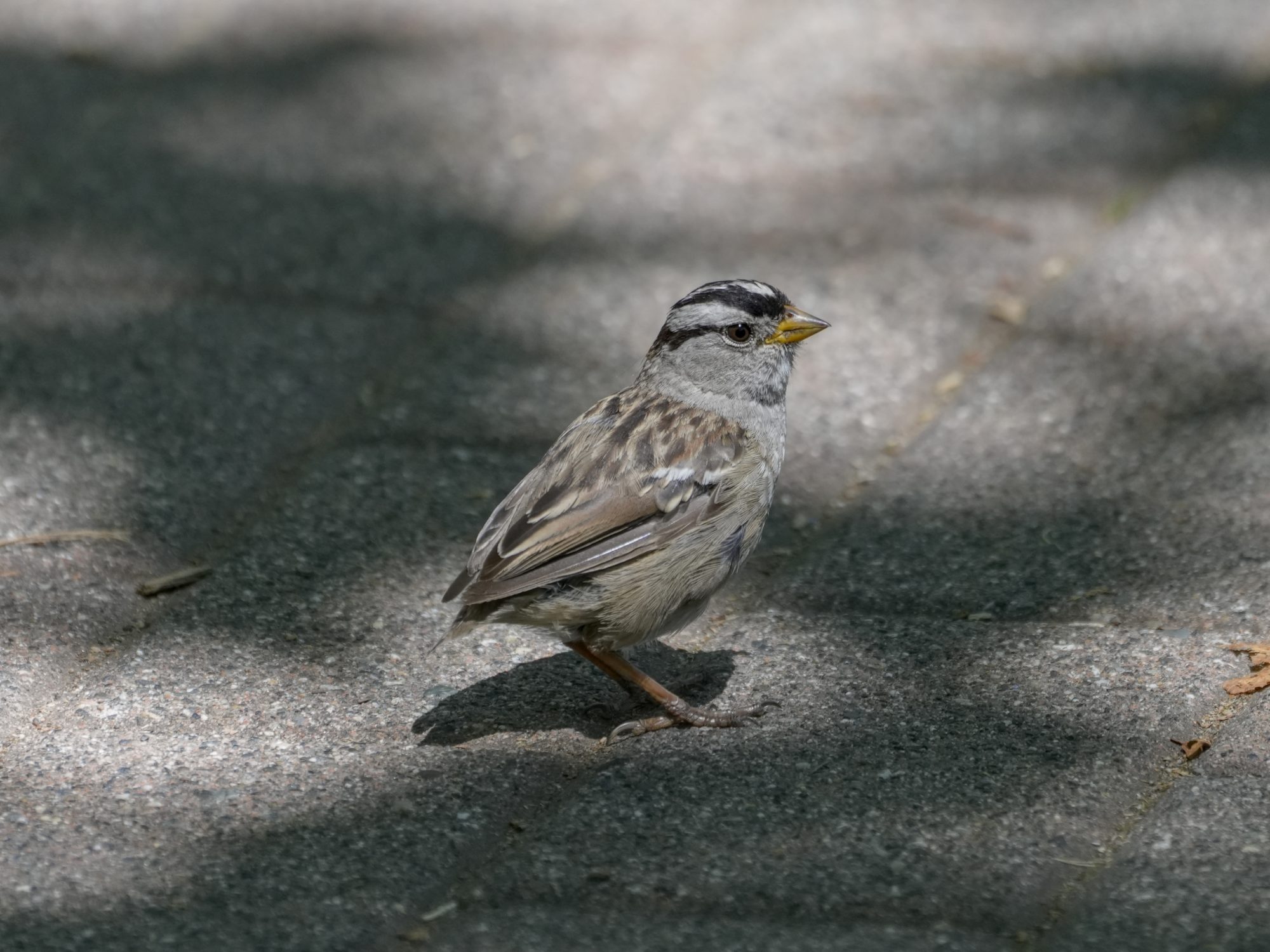 A White-crowned Sparrow is standing on pavement in a patch of sunlight. It is missing its tail