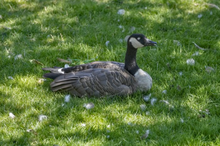 A Canada Goose is snoozing in the shade, on green grass. It is surrounded by bits of down