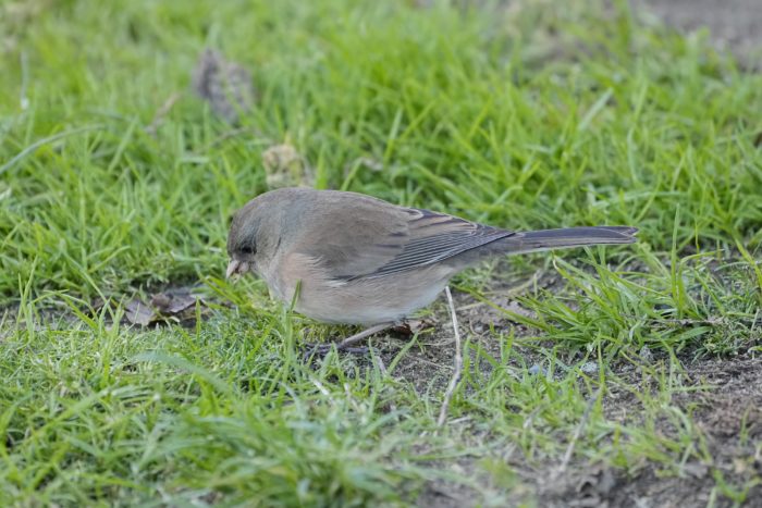 A female Dark-eyed Junco in the grass