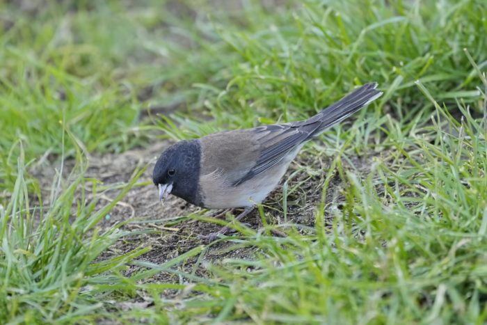 A male Dark-eyed Junco foraging in the grass