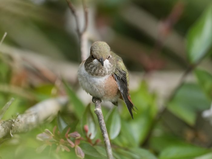 A female or immature Rufous Hummingbird sitting on a branch, looking in my general direction