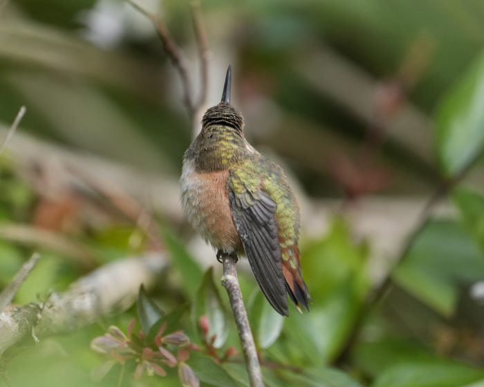 A female or immature Rufous Hummingbird sitting on a branch, looking away from me, beak pointing up