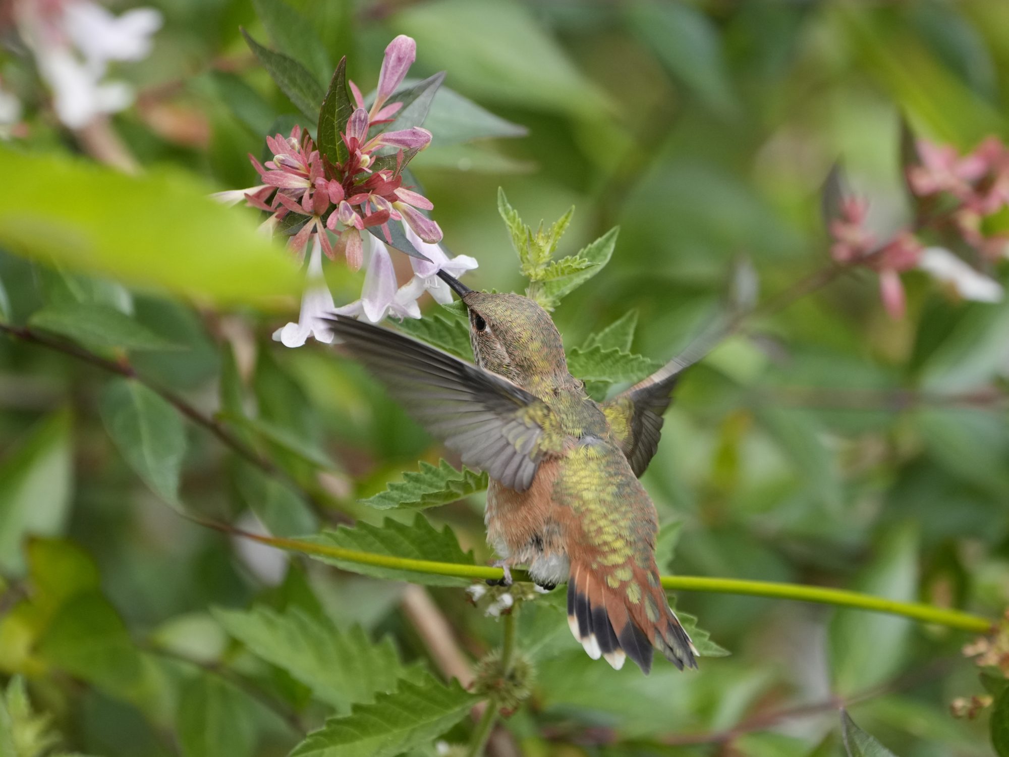 A female or immature Rufous Hummingbird in flight, sticking its beak in a flower