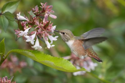 A female or immature Rufous Hummingbird in flight, sticking its beak in a flower