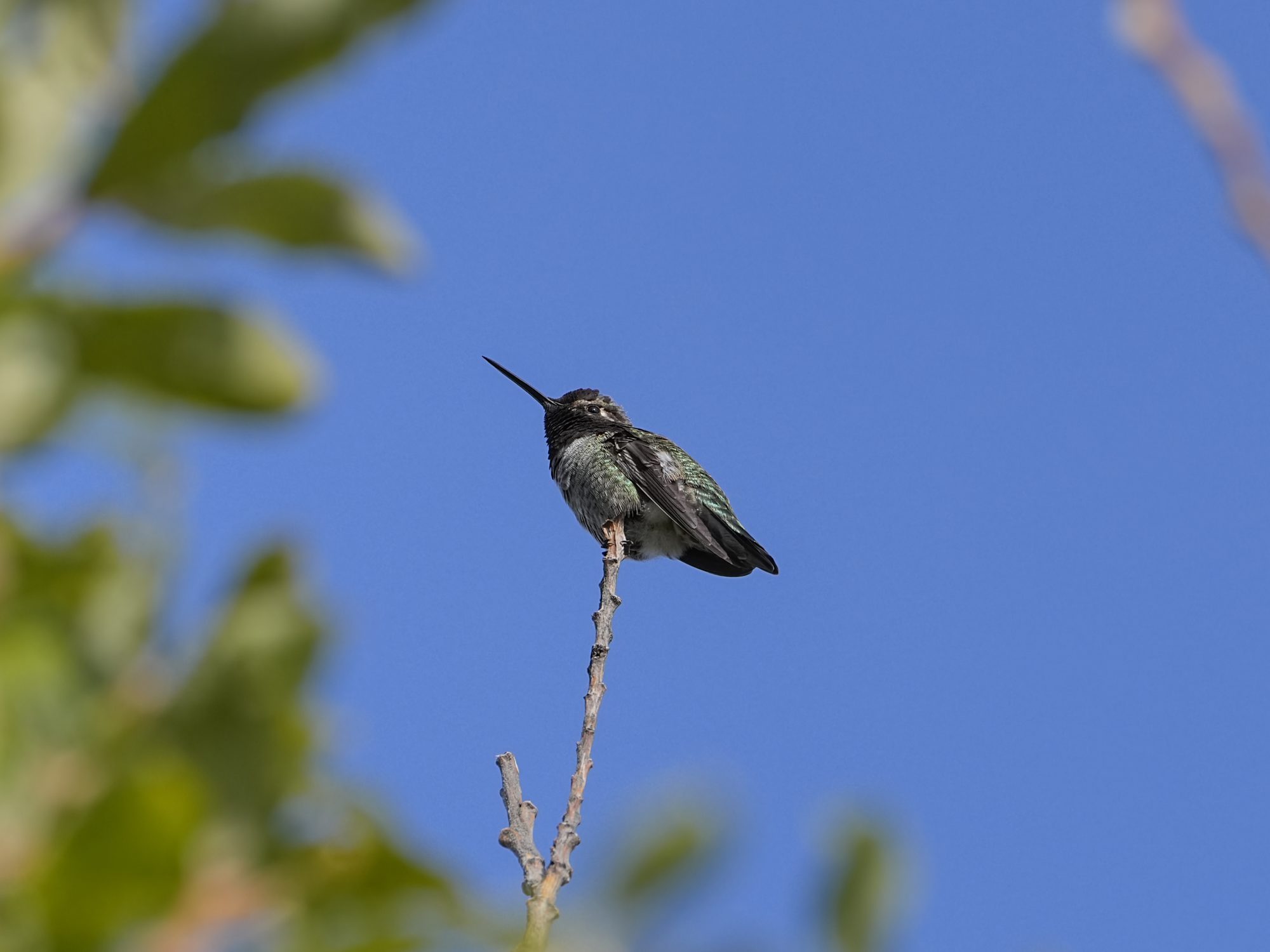 A male Anna's Hummingbird perched on a twig, framed by green leaves against a blue sky