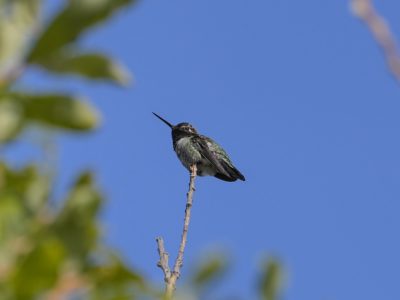 A male Anna's Hummingbird perched on a twig, framed by green leaves against a blue sky