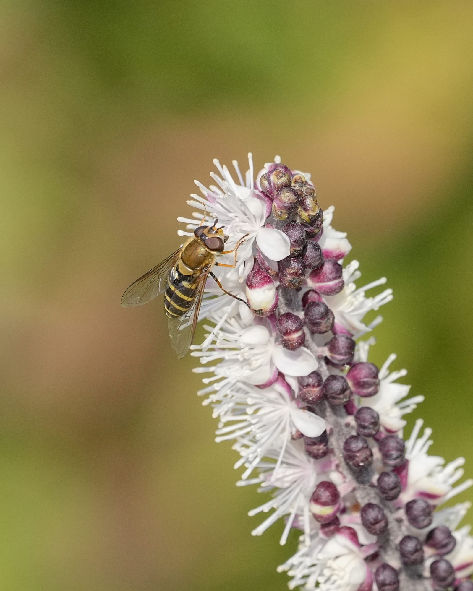 A hoverfly on a clump of white and purple flowers