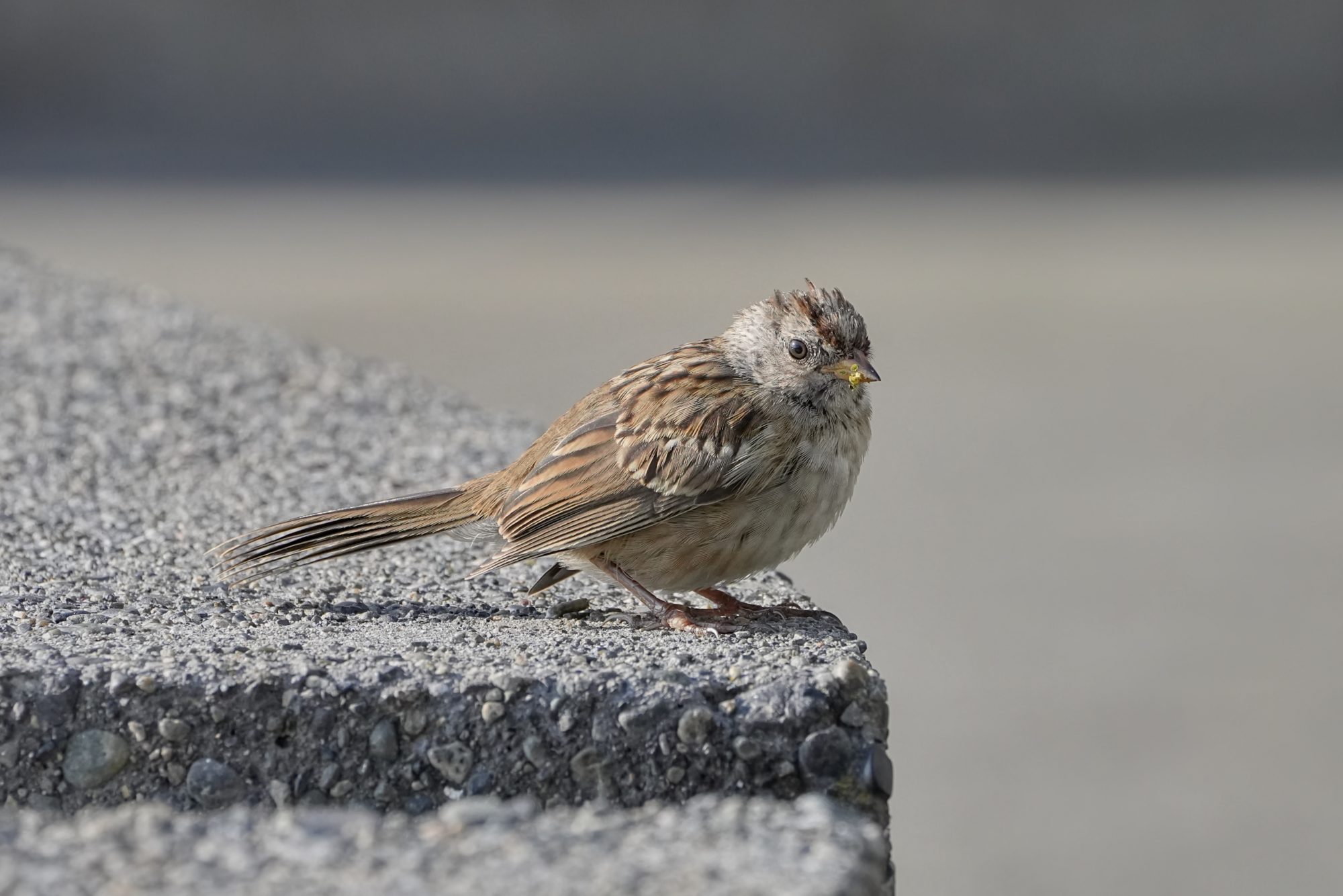 An immature White-crowned Sparrow is on a concrete bench in a park