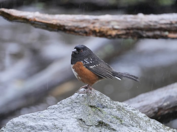 A Spotted Towhee sitting on a rock, in the rain. It is very wet