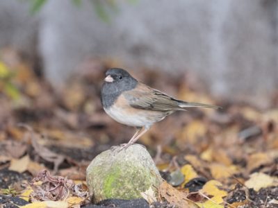 A Dark-eyed Junco is standing on a stone as big as it is