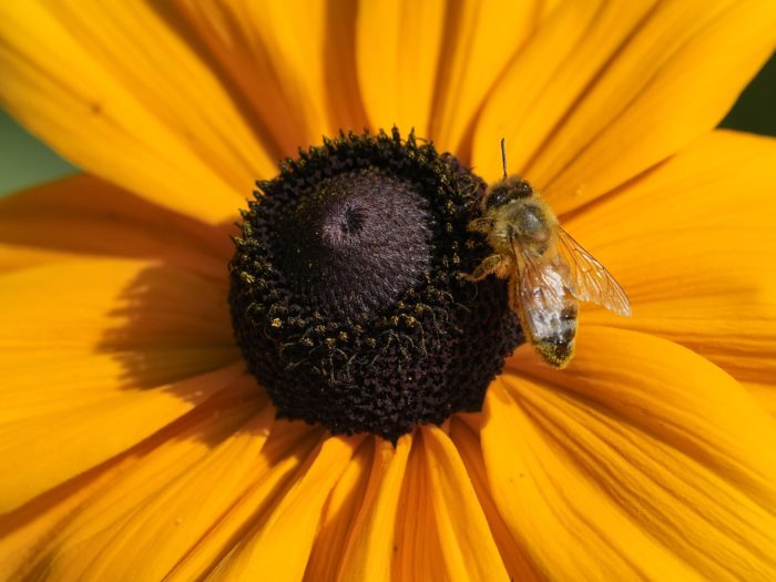 A honeybee on the dark core of a yellow flower