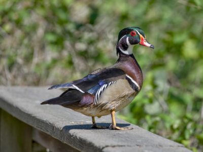 A male Wood Duck posing on a wooden fence