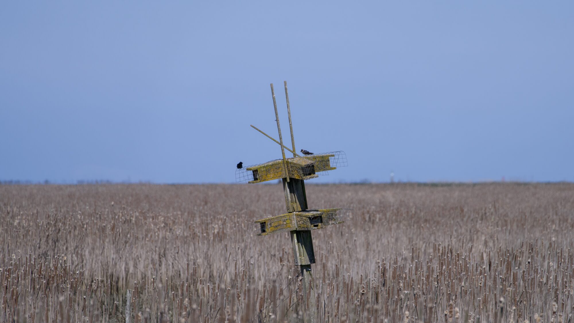 A Purple Martin 