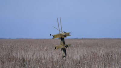 A Purple Martin "condo", out on the open marsh, surrounded by brownish reeds and cattails. There are exactly two Purple Martins exploring it